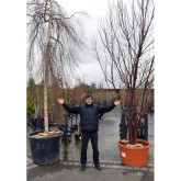 Specimen trees and plants in demand from Shrewsbury specialist plant centre