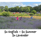 So English - So Summer - So Lavender at its best – with Carshalton Lavender @lavendersm5 Want to join their project? 