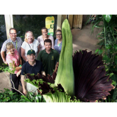Smelliest plant opens at Paignton Zoo