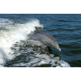 Dolphins spotted off the Dorset coast