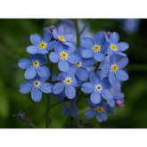 Awareness Day - National Forget-Me-Not-Day November 10th