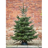 Where can I buy a real Christmas tree in Walsall?
