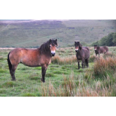 Exmoor ponies soon to be seen in the Forest of Dean