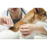 Is your dog Micro chipped? Time to act before the April deadline and avoid a £500 fine! 