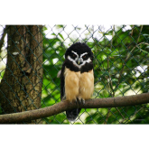 Isle of Man Steam Packet Company Assists Curraghs Wildlife Park With Spectacled Owl Rehoming 