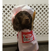 Celebrity Dog Look-A-Like Competition From K9 Cakes Isle of Man