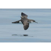 Lundy Seabirds Enjoy A New Home This Year