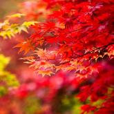 What’s on During Autumn in Lichfield