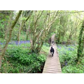 6 Dog Friendly Walks/Hikes In And Around North Devon 
