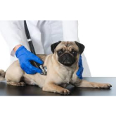 10 Signs That Your Dog Needs Urgent Medical Help