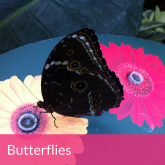 Wisley Butterflies