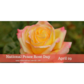 April 29th is National 'Peace' Rose Day 