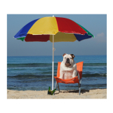 Keeping your Dog Safe in the Sun