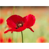 Remembrance Sunday Parades & Services