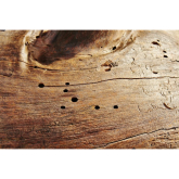 The Lifecycle of Woodworm