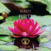 THE STORY BEHIND THE LOTUS FLOWER - Allumi 
