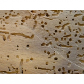 Rid Your Home of Woodworm with these Simple Solutions