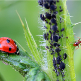 3 Ways To Determine The Best Pest Control Plan