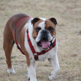 Important Aspects Associated With the Dog Collars