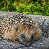 Walsall is called upon to help save Britain’s hedgehogs with ‘hedgehog highways’!