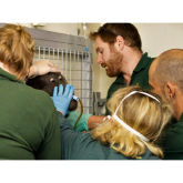 Zoo staff battle to save sick orang utan