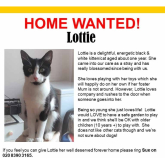 Meet Lottie looking for a home - #Epsom & Ewell Cats Protection @Epsom_CP #giveacatahome