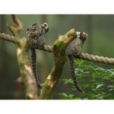 Dartmoor Zoo welcomes two baby Marmosets