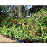 End of Year Plant Sale Promises Bargains