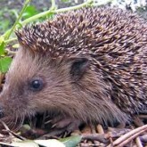 Sutton Coldfield Charity's Mission is to Rescue Hedgehogs and Raise Public Awareness