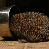 Appeal by Snuffles Hedgehog Rescue Charity for Volunteers