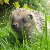 Update from Snuffles Hedgehog Rescue