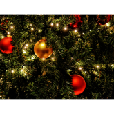 BBX DEVON – GETTING CHRISTMAS READY!