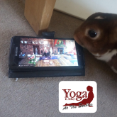 ZOOM to your online Yoga Classes in Eastbourne