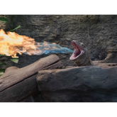 Paignton Zoo’s fire-breathing dragon