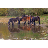 Urgent Warning Issued To Sutton Park Visitors - Do Not Feed The Ponies