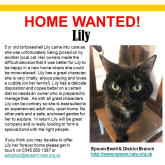 Meet Lily looking for a home - #Epsom & Ewell Cats Protection @Epsom_CP #giveacatahome