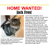 Meet Jack Frost looking for a home - #Epsom & Ewell Cats Protection @Epsom_CP #giveacatahome