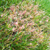 Why is my lawn patchy?