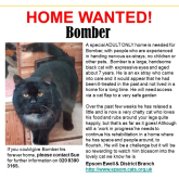 Meet Bomber looking for a home - #Epsom & Ewell Cats Protection @Epsom_CP #giveacatahome