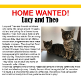 Meet Lucy & Theo looking for a home - #Epsom & Ewell Cats Protection @Epsom_CP #giveacatahome