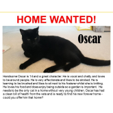 Meet Oscar looking for a home - #Epsom & Ewell Cats Protection @Epsom_CP #giveacatahome