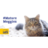Mature moggies make marvellous companions @CatsProtection #MatureMoggies