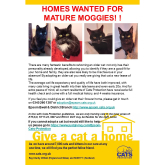 Have you considered getting a #MatureMoggie? - #Epsom & Ewell Cats Protection @Epsom_CP #giveacatahome
