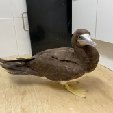 Rare Brown Boobie Now In Care With East Sussex WRAS.