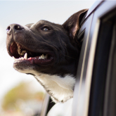 How to Avoid A Fine While Driving With Your Dog!