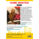 Meet GIZMO looking for a home - #Epsom & Ewell Cats Protection @Epsom_CP #giveacatahome