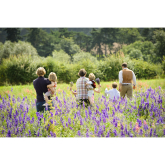 Shropshire Petal Fields Dates Announced