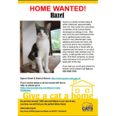 Meet HAZEL looking for a home - #Epsom & Ewell Cats Protection @Epsom_CP #giveacatahome