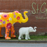 Herd of colourful elephants to take over Lichfield, Tamworth and Sutton Coldfield in celebration of St Giles Hospice’s 40th anniversary