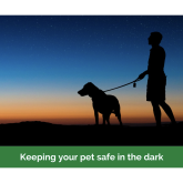 Keeping your pet safe in the dark